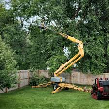 Trusted Hammond, IN  Tree Services Experts