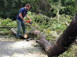 Best Tree Risk Assessment  in Hammond, IN