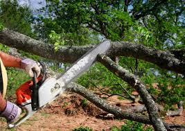 Why Choose Our Tree Removal Services in Hammond, IN?