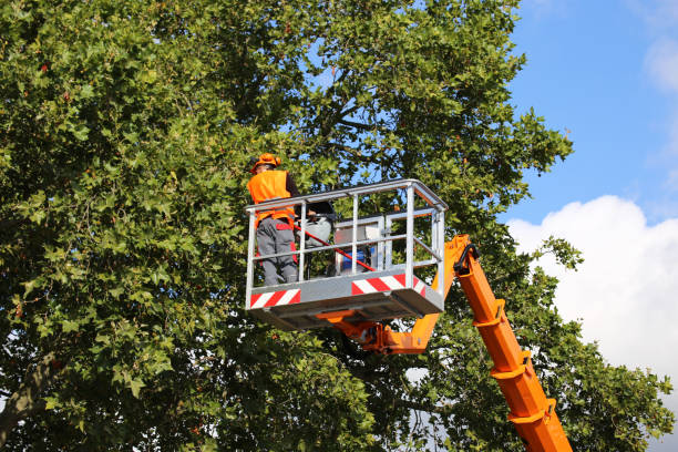 Best Stump Grinding and Removal  in Hammond, IN