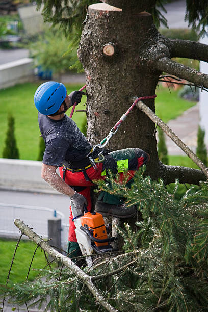 Best Firewood Processing and Delivery  in Hammond, IN