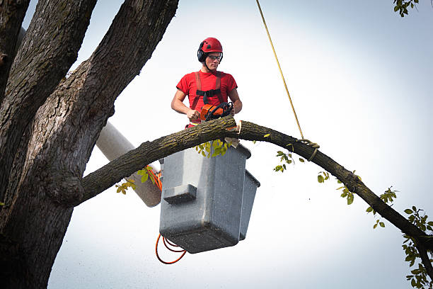  Hammond, IN Tree Services Pros